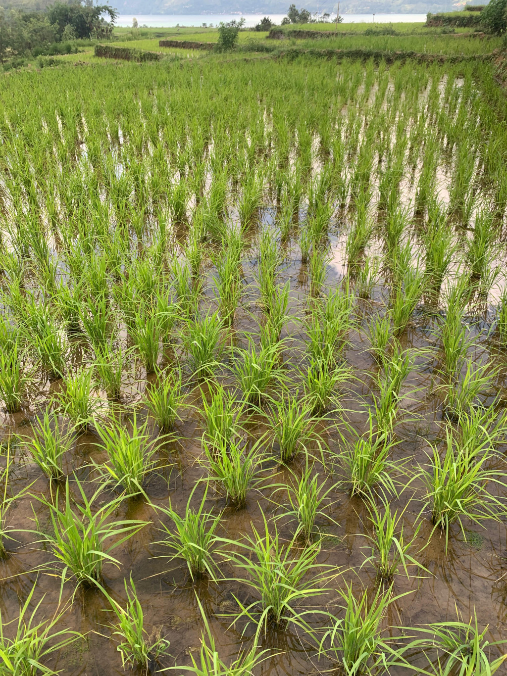 Masyarakat Kejurun Syiah Utama juga ada yang bekerja menjadi petani dan panen setiap 7 bulan sekali