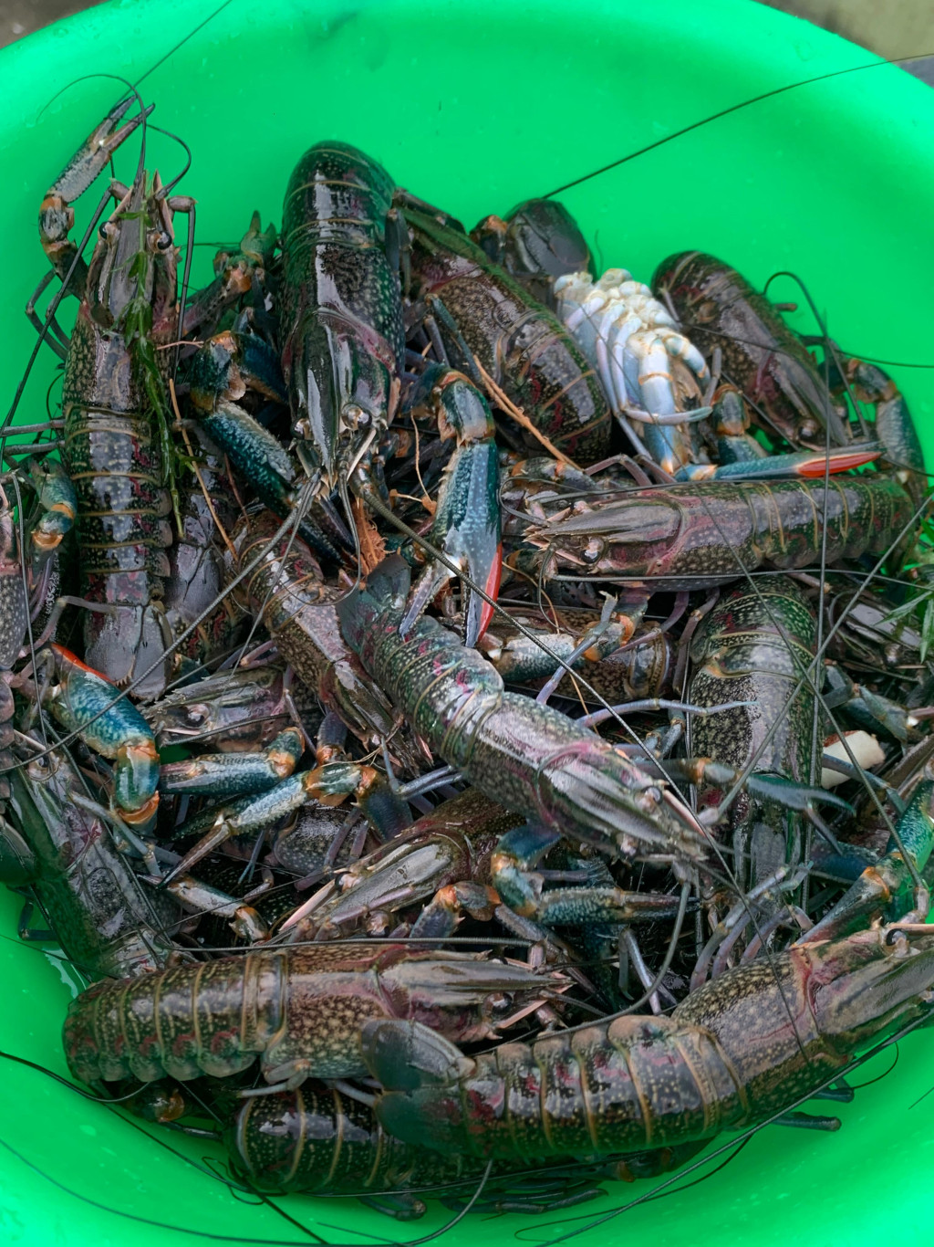 Desa ini juga membudidayakan lobster dan di panen setiap 5 bulan sekali.