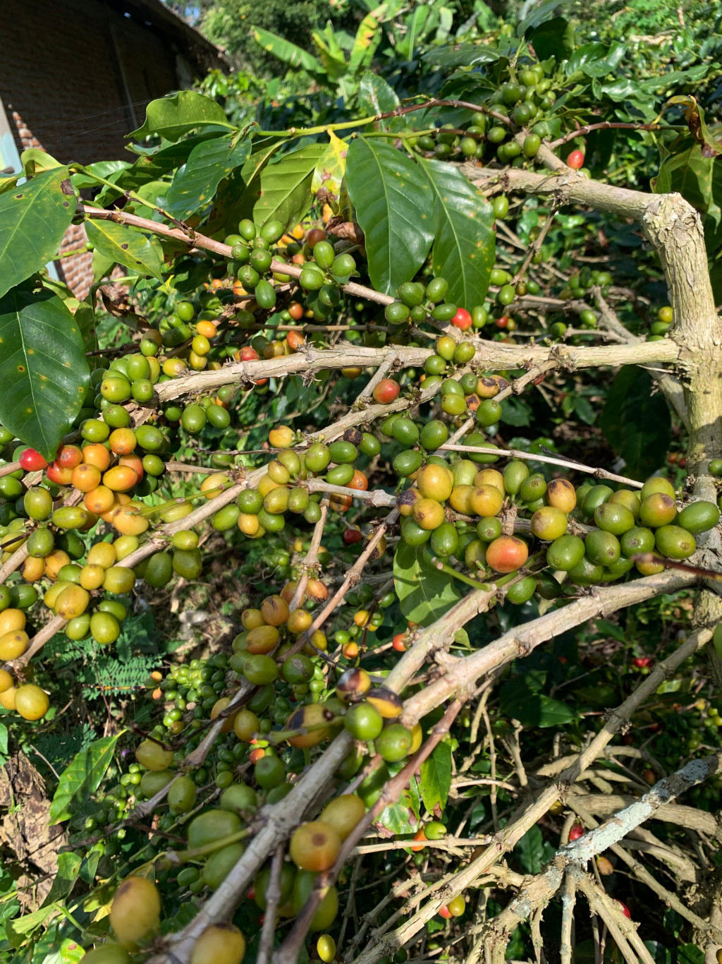 Kopi merupakan salah satu penghasil yang berperan penting bagi masyarakat Desa Kejurun Syiah Utama.